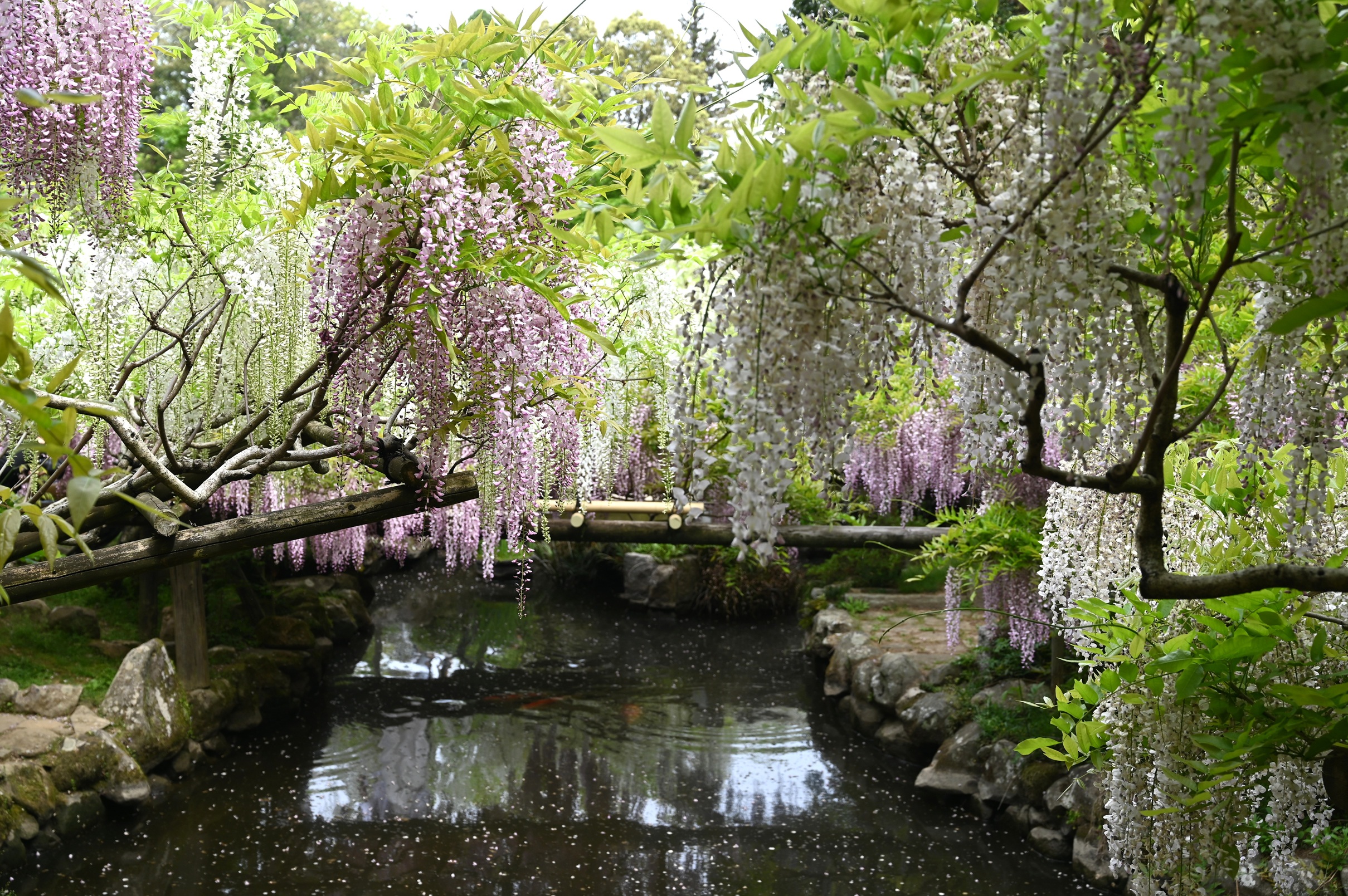 藤の園 画像