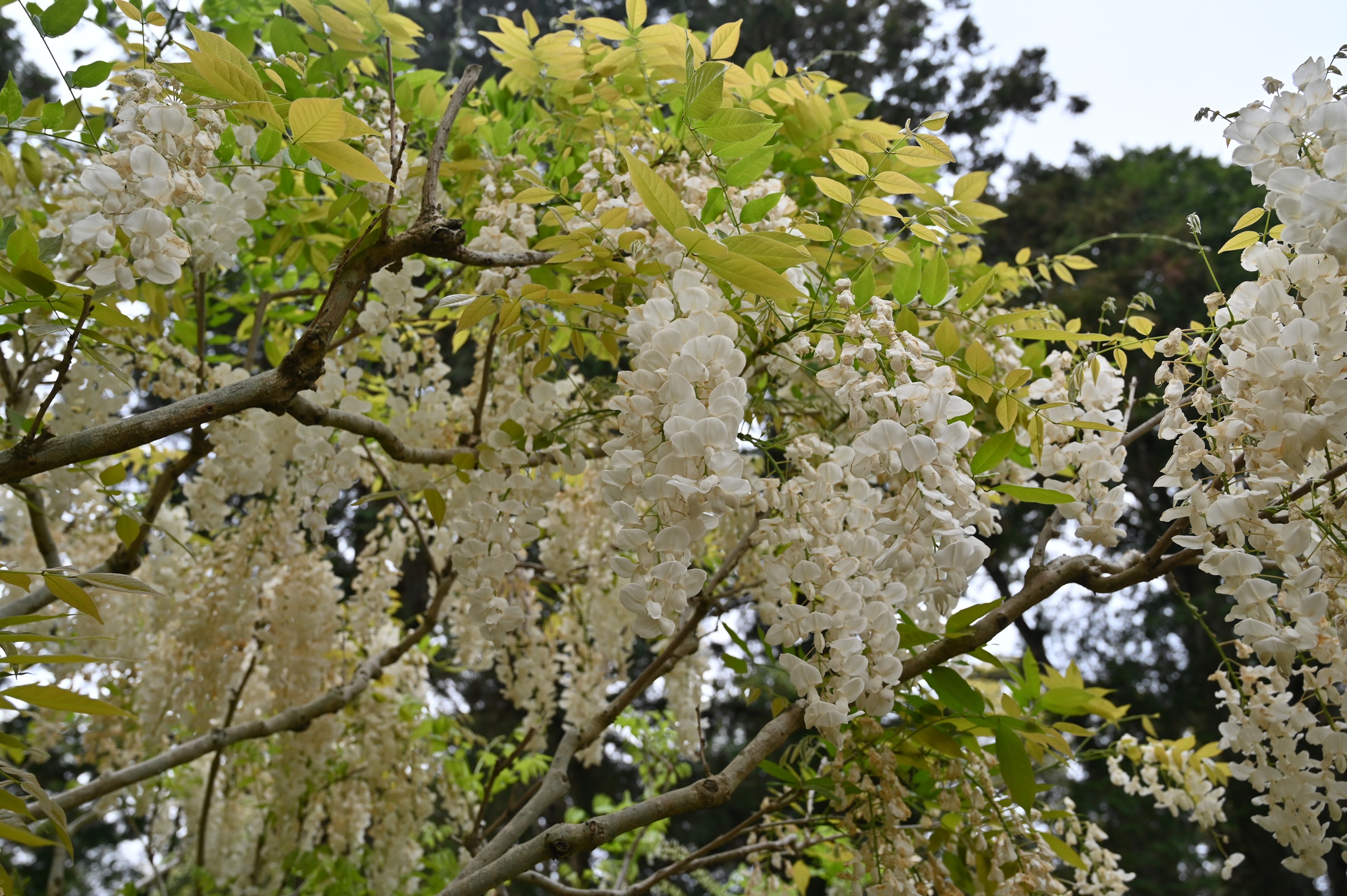 麝香藤in万葉植物園 画像