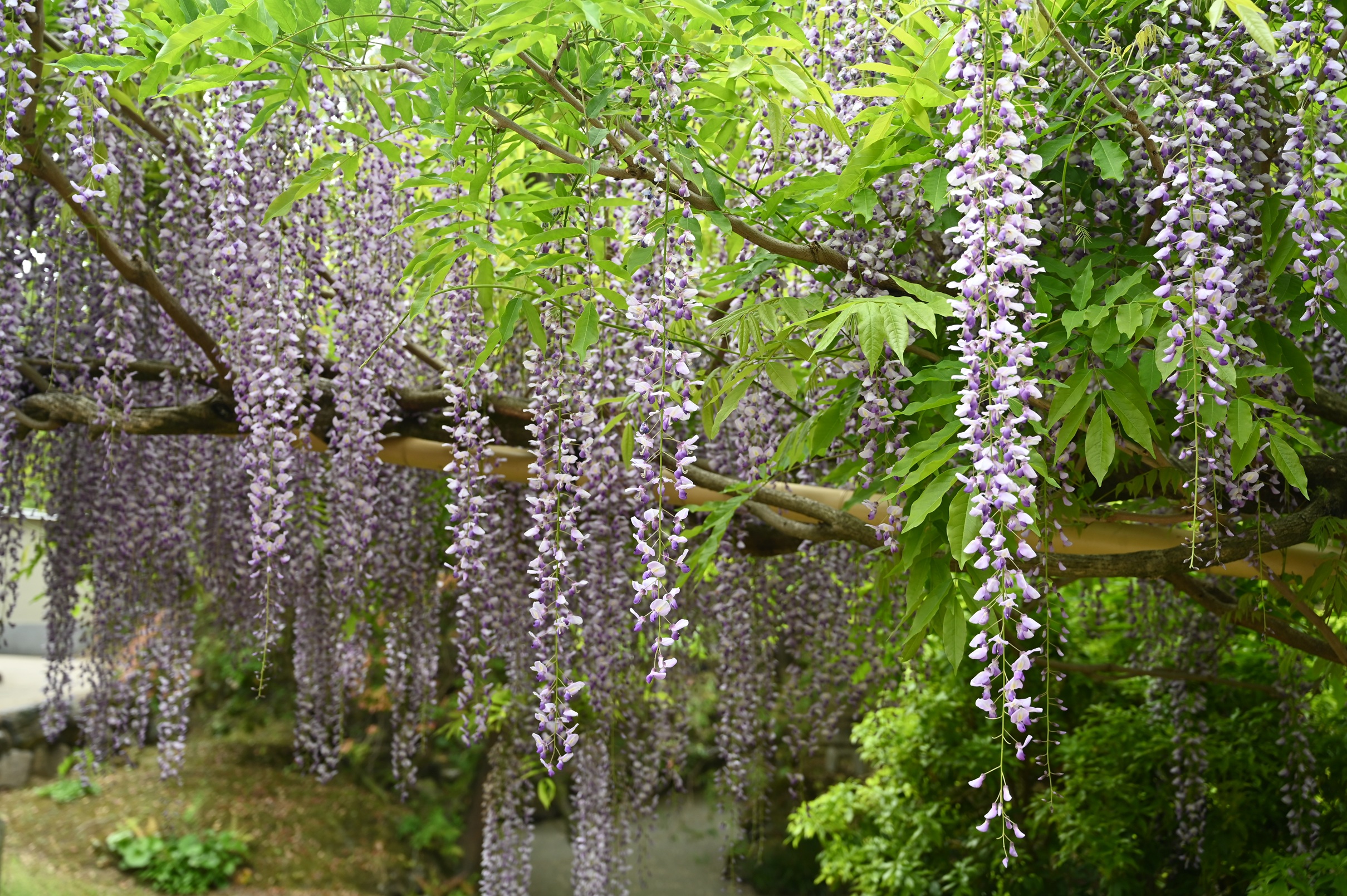 野田長藤in万葉植物園 画像