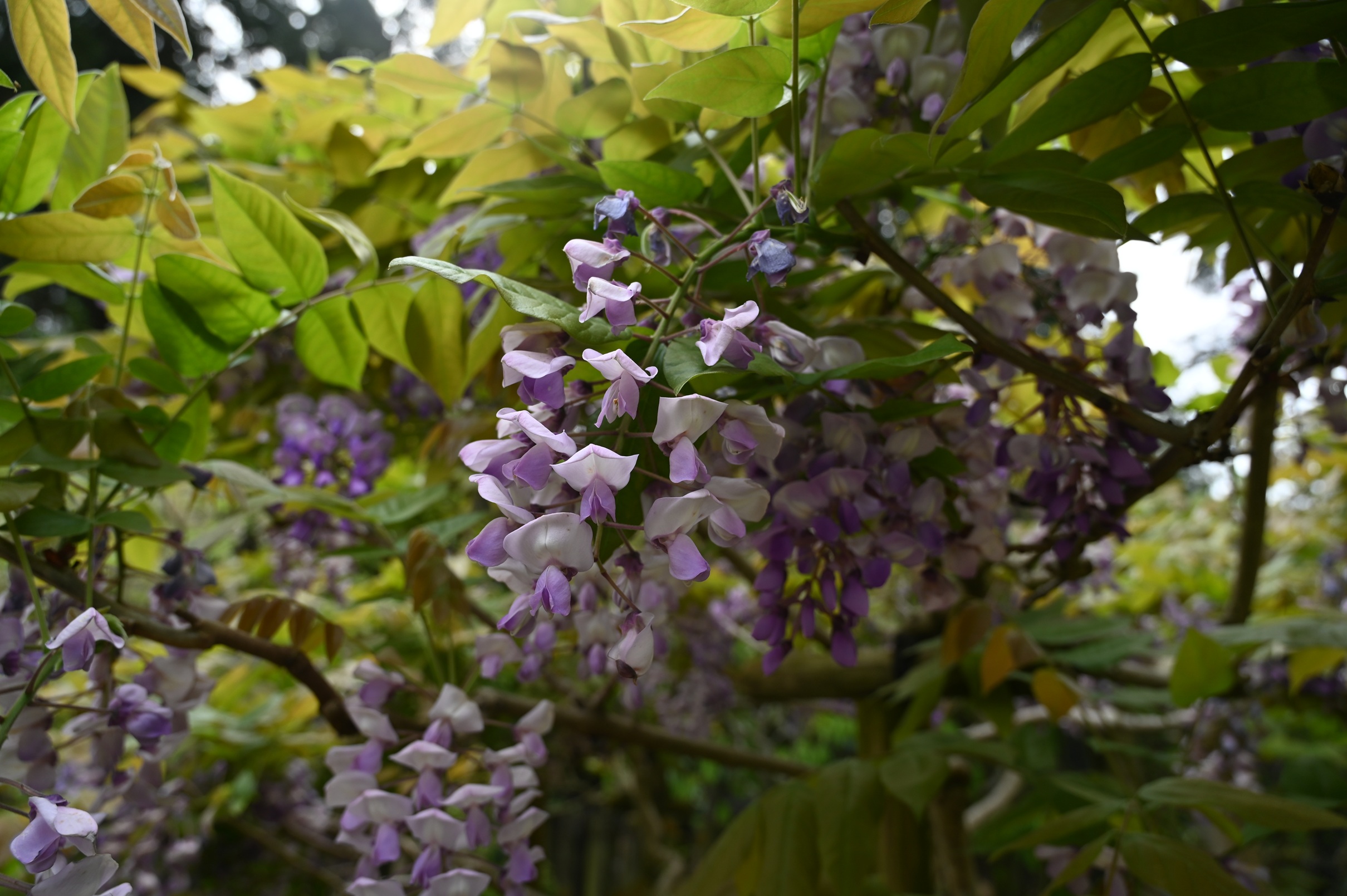 岡山一歳in万葉植物園 画像