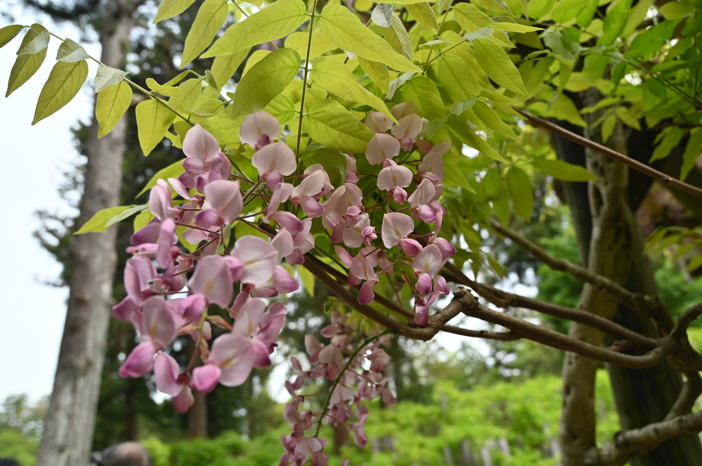 昭和紅藤n万葉植物園 画像