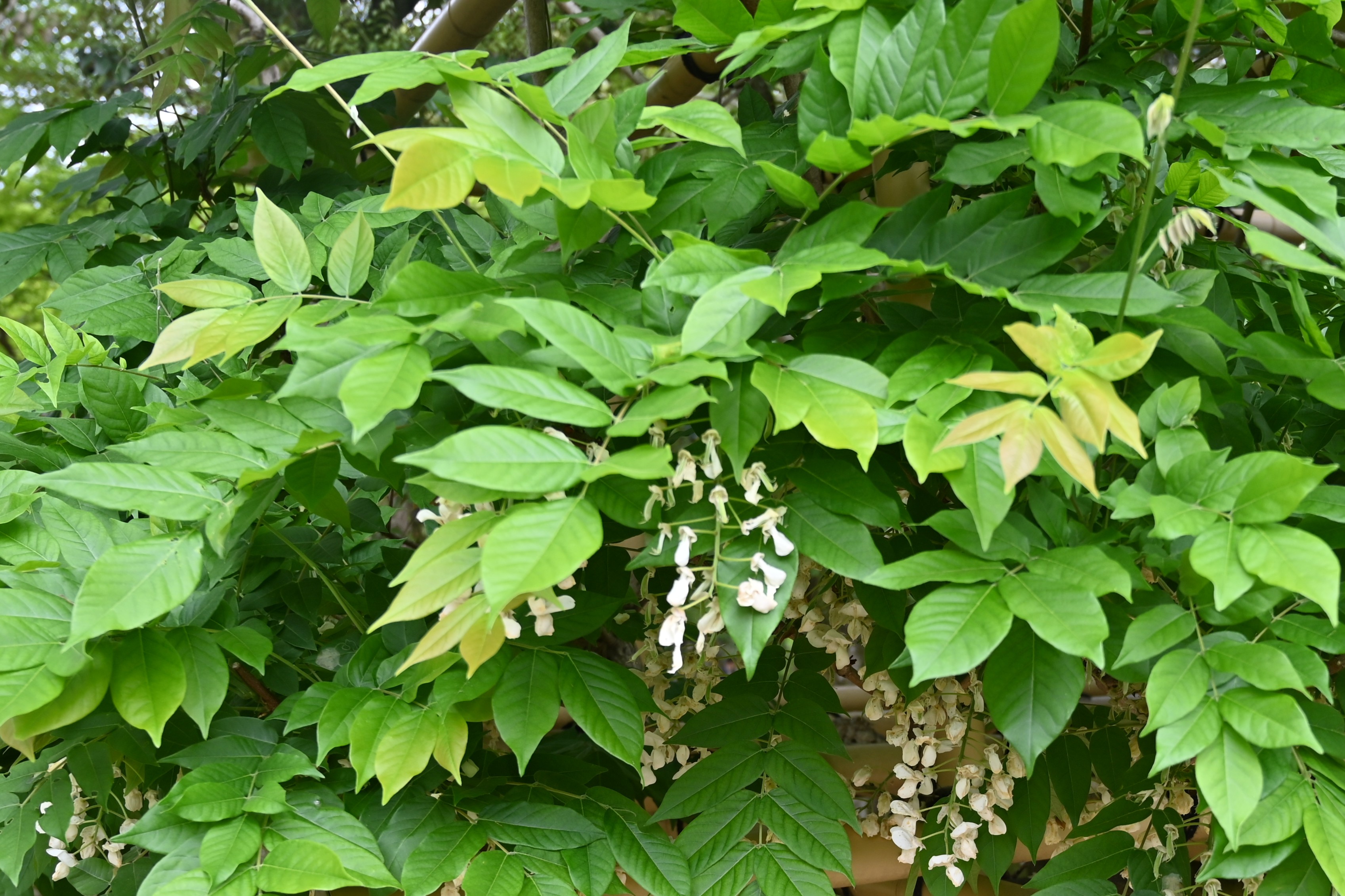 ヤマフジin万葉植物園 画像