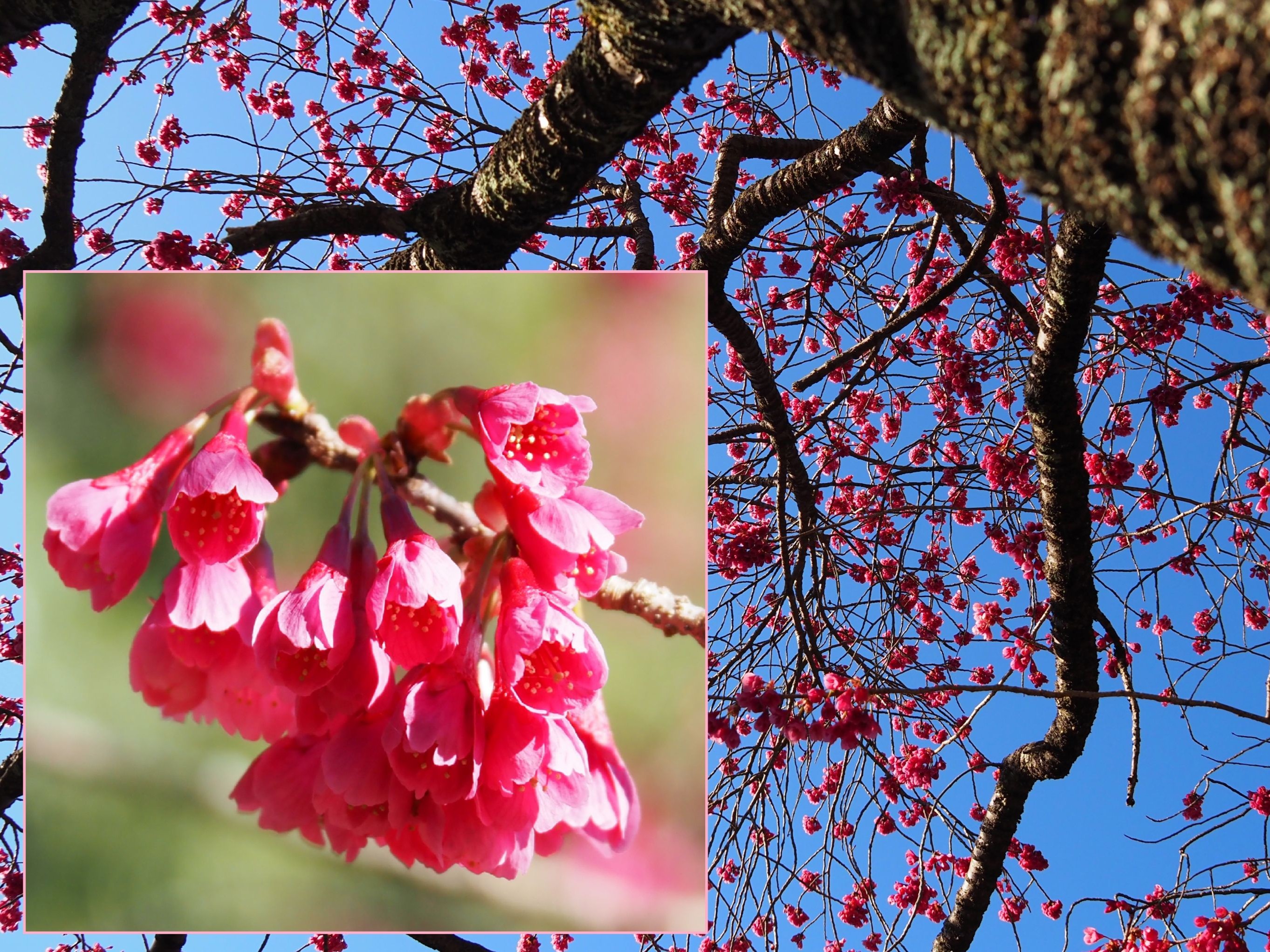 カンヒザクラin春日井市都市緑化植物園 画像