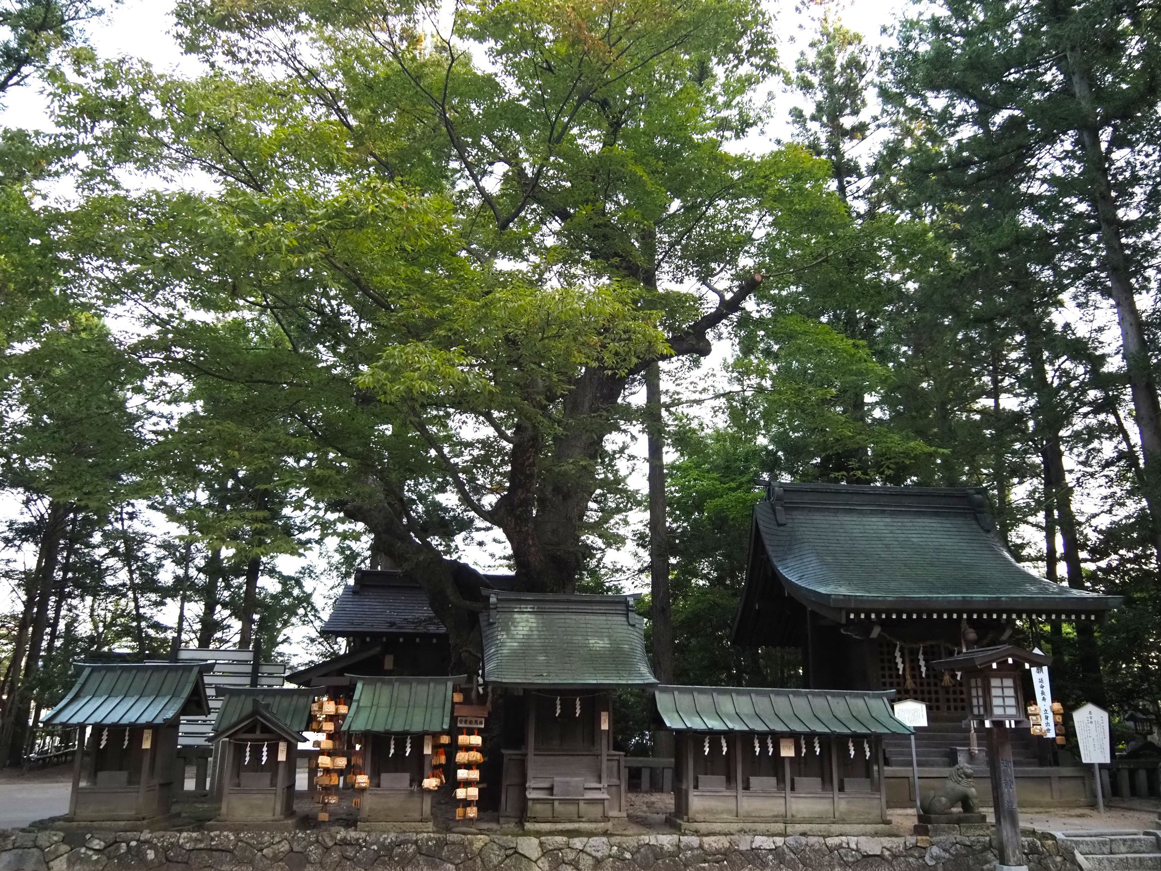 西のケヤキ 画像