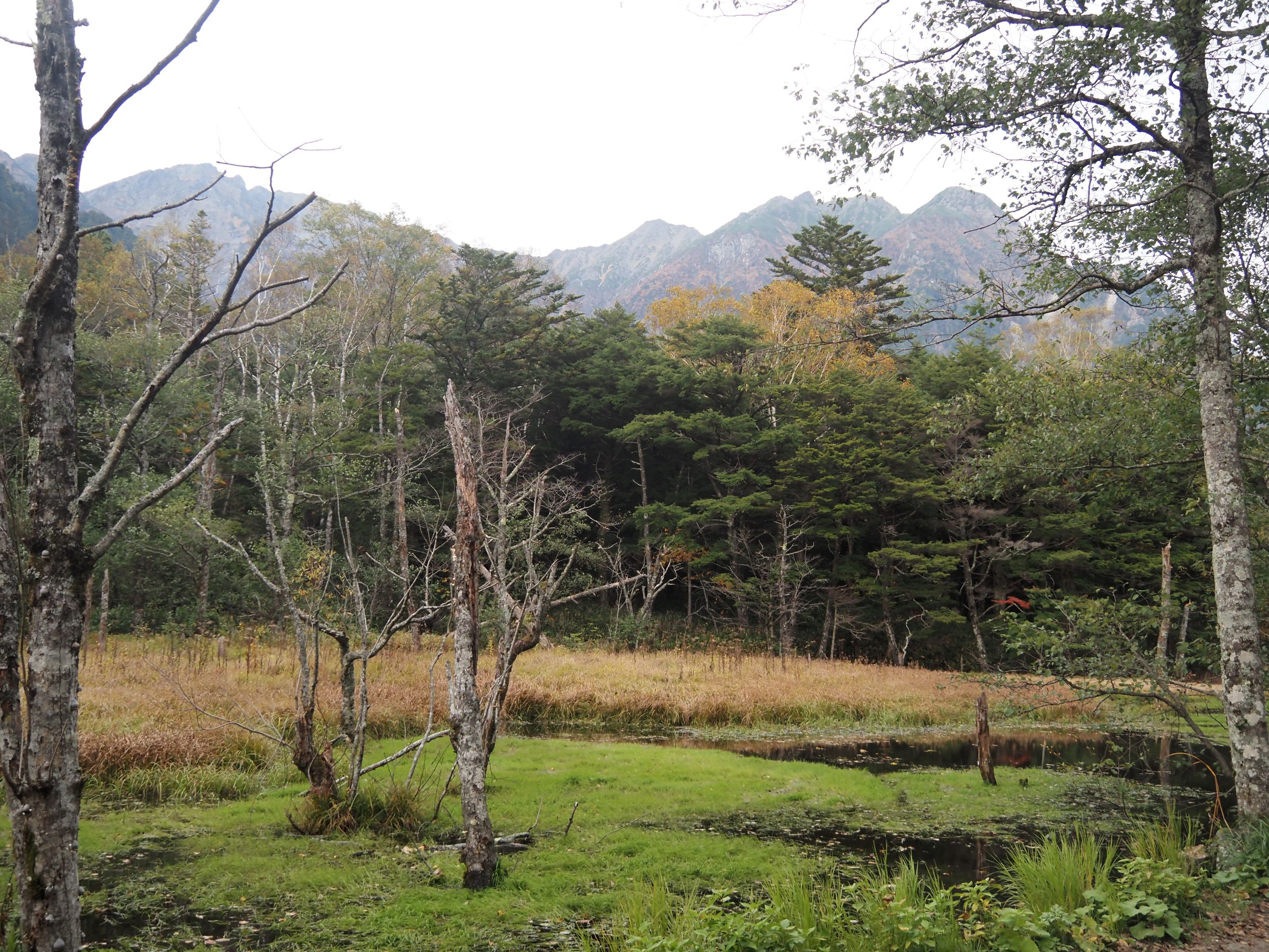 湿原と枯木 画像