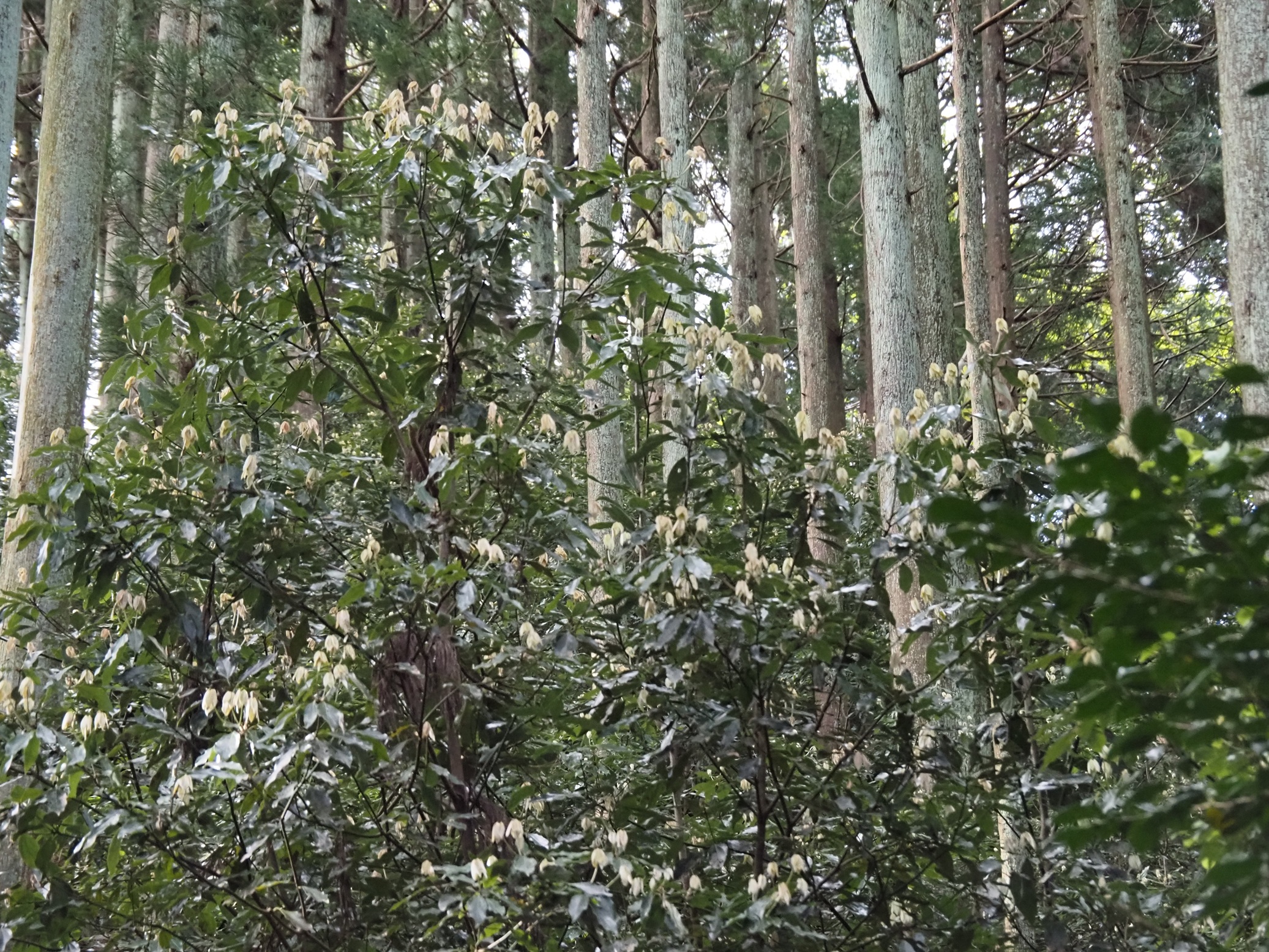 シロダモ 画像